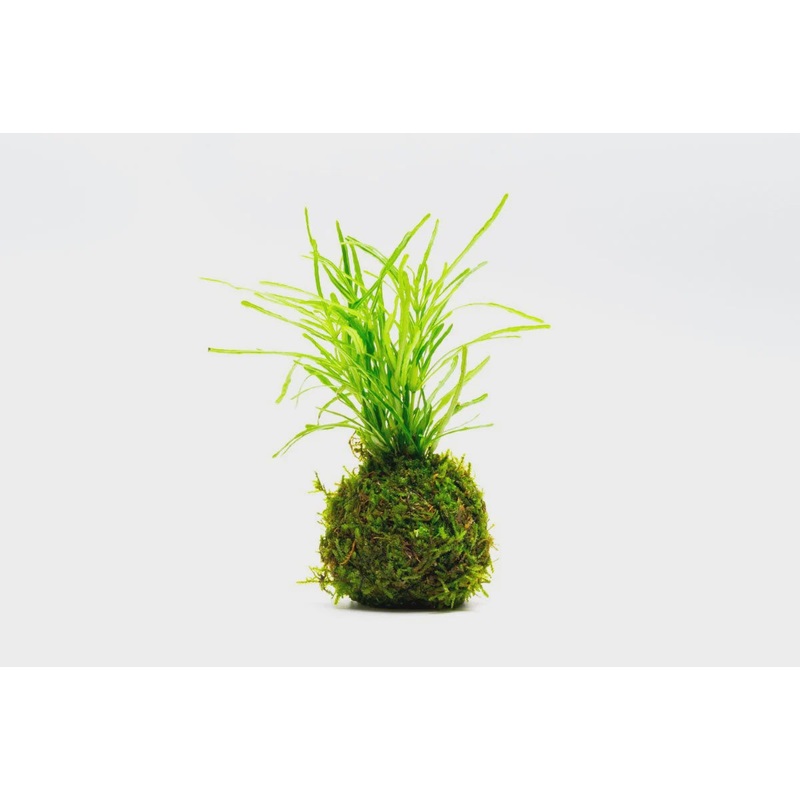 Hemigraphis Repanda Green on Clay Moss Ball