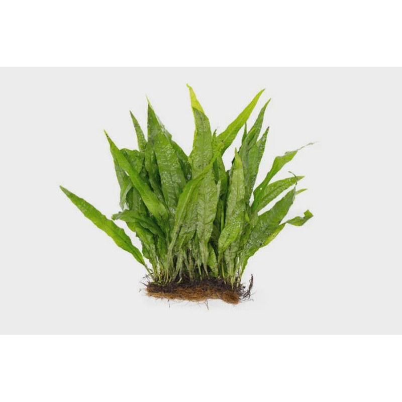 Java Fern Mat