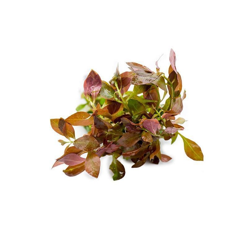 Ludwigia Ovalis BROADLEAF