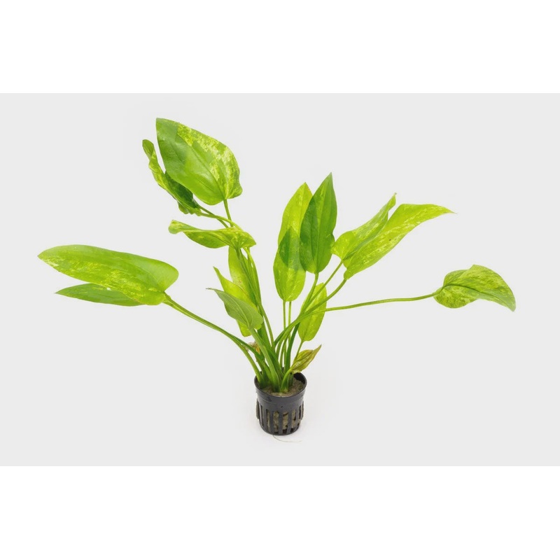 Marble Queen Sword Potted