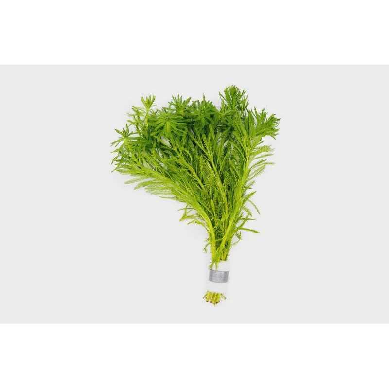 Myriophyllum Aquaticum (Parrot's Feather)