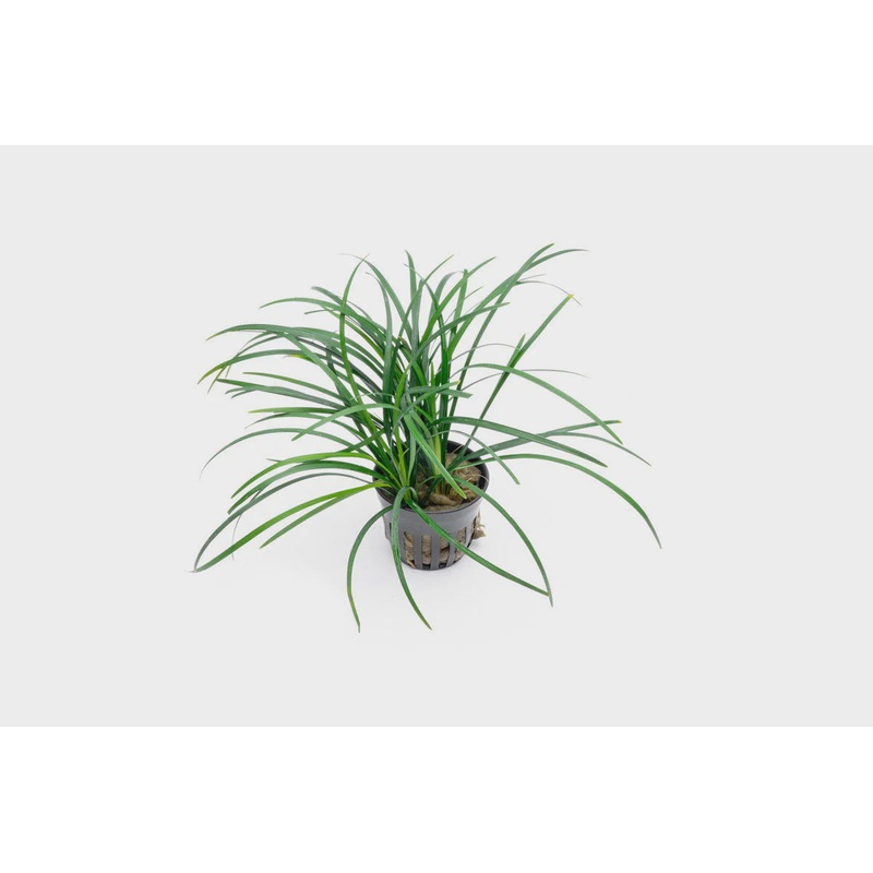 Ophiopogon Japonicus Green