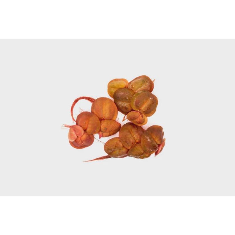 Phyllanthus Fluitans Red Root Floater