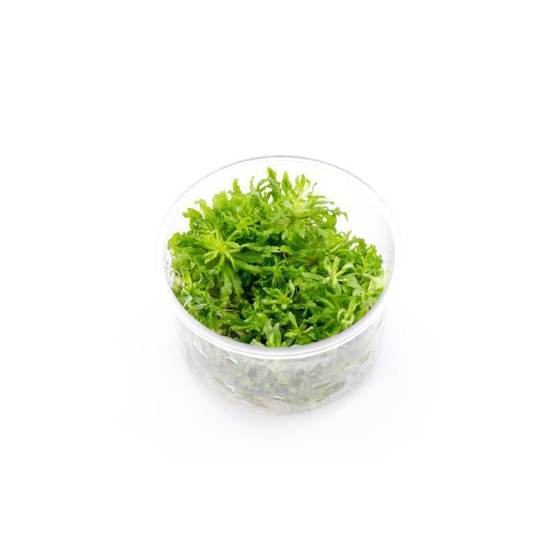 Pogostemon Helferi 'Downoi' UNS Tissue Culture