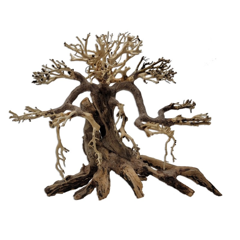 Savanna Bonsai