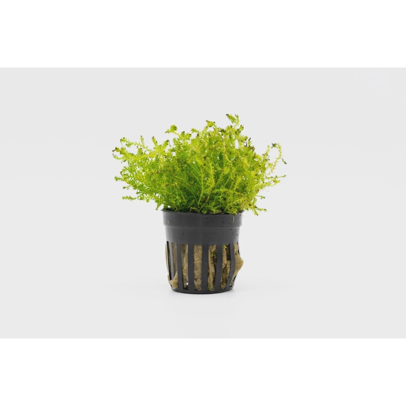 Selaginella Kraussiana Mini Club Moss