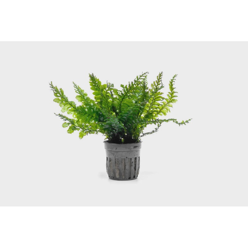 Trichomanes Javanicum Borneo Fern