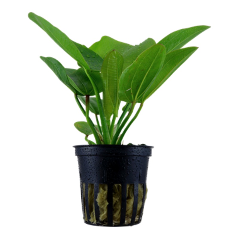Tropica Echinodorus Aquartica