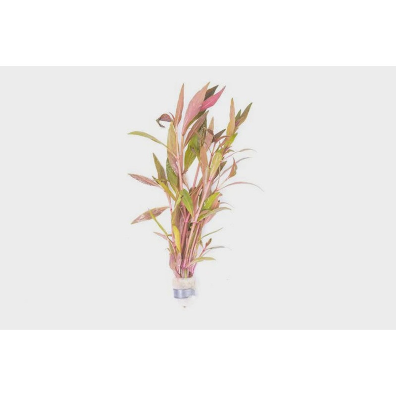 Alternanthera Reineckii Rosaefolia