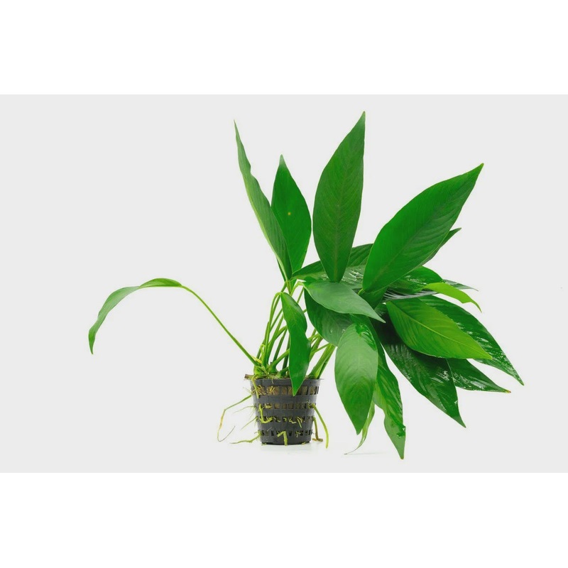 Anubias Congensis Mother Pot
