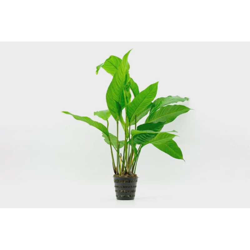 Anubias Heterophylla Mother Pot