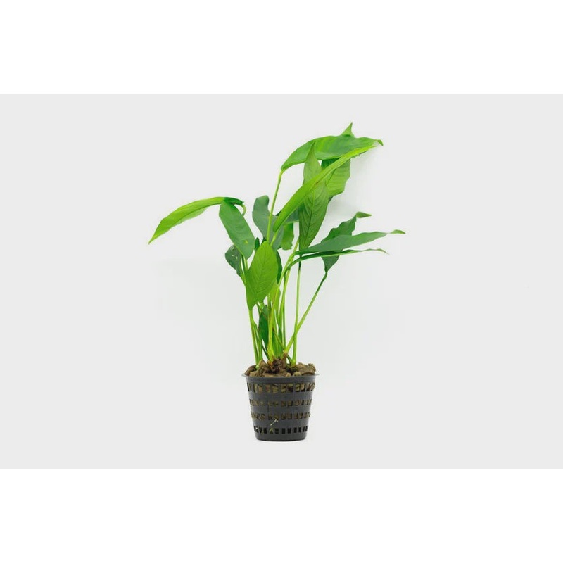 Anubias Lanceolata Mother Pot - Mother Pot