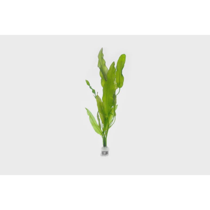 Aponogeton Crispus