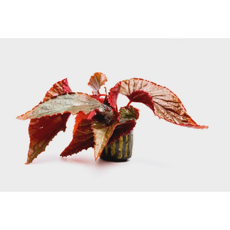 Begonia Arabian Sunset