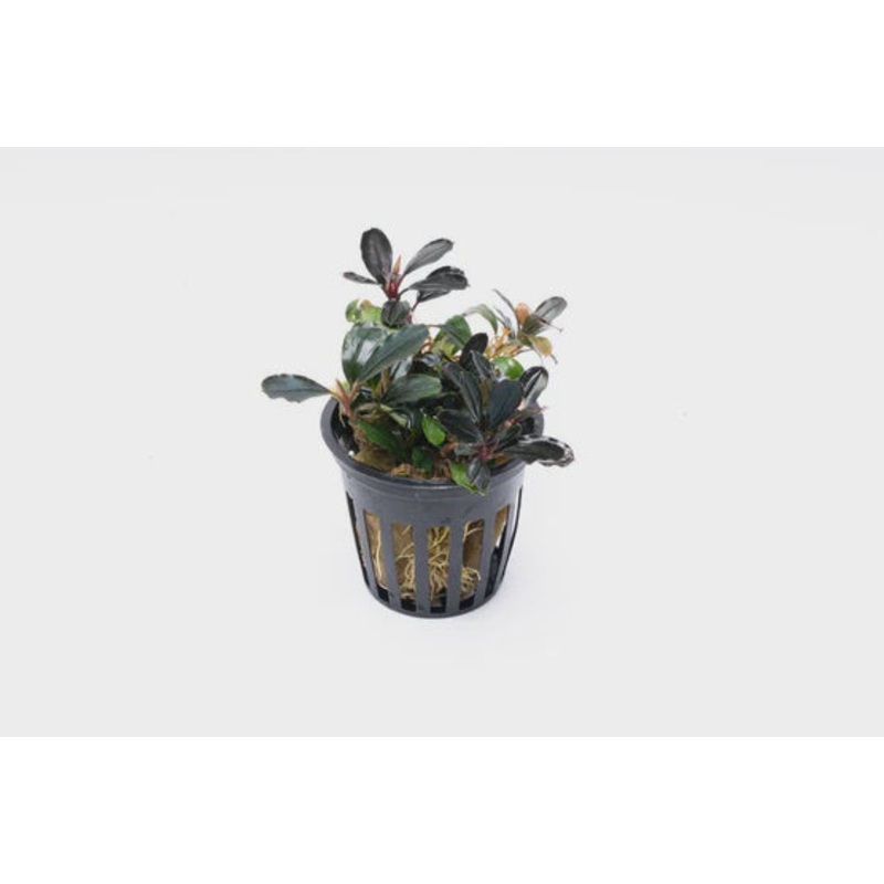 Bucephalandra Arrogant Blue Pot