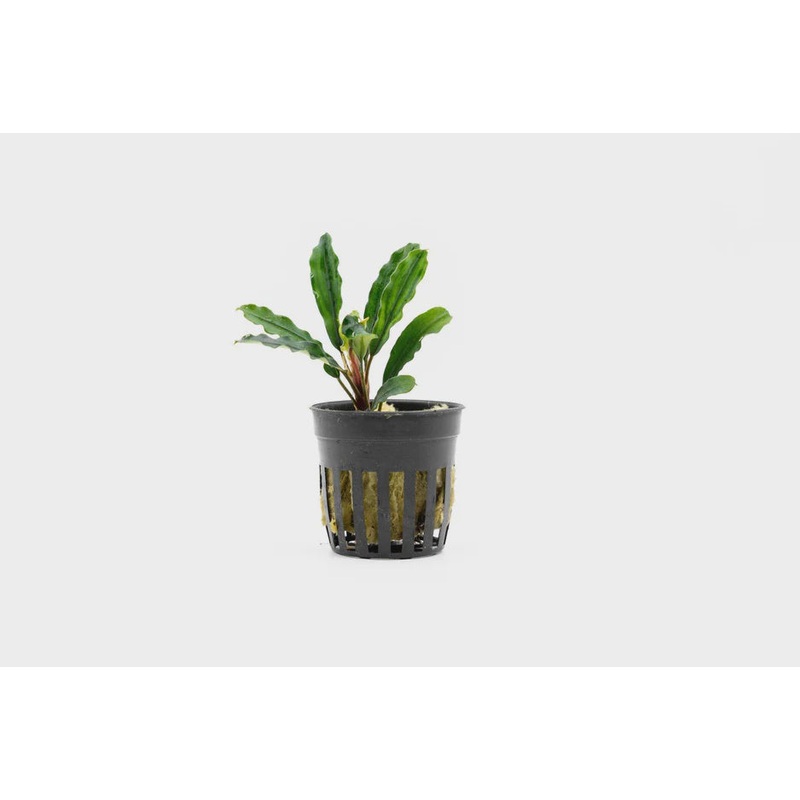 Bucephalandra Kedagang Green Long