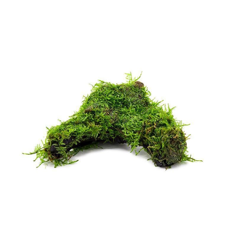 Christmas Moss on Driftwood