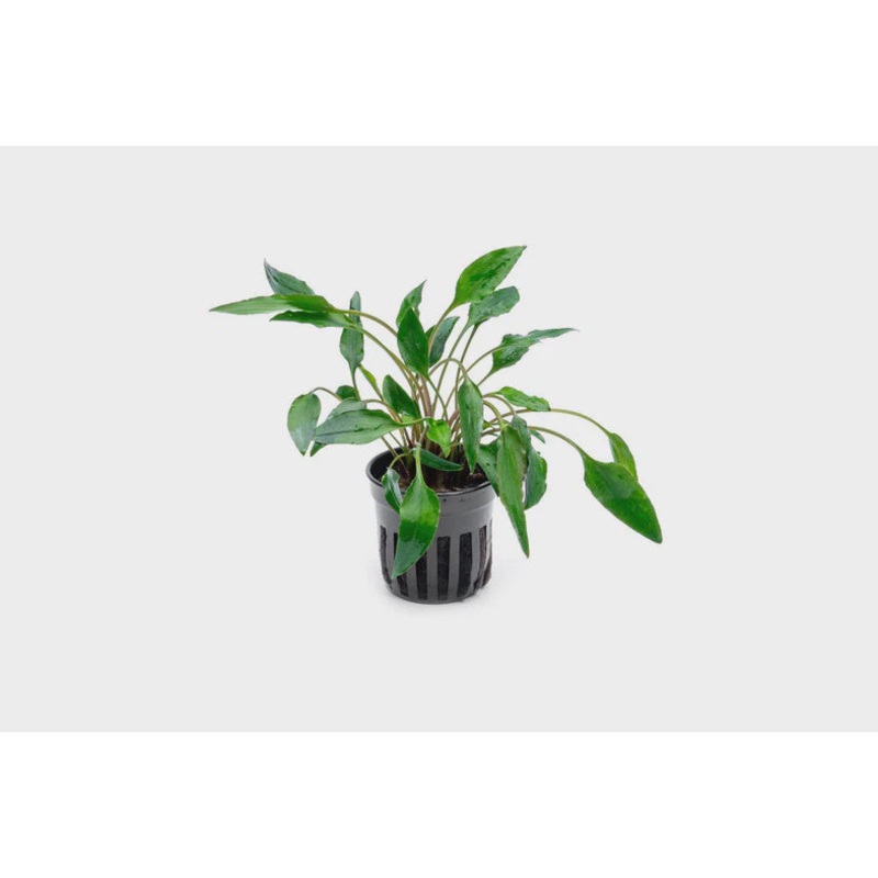 Cryptocoryne Undulata