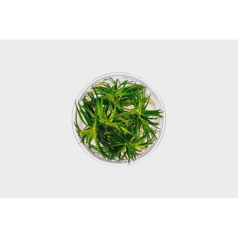 Eriocaulon 'Polaris' TC