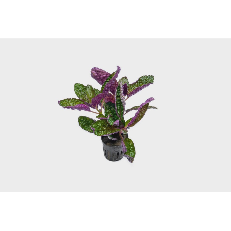 Hemigraphis Exotica / Purple Waffle