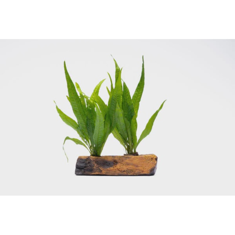 Java Fern on Driftwood - Medium