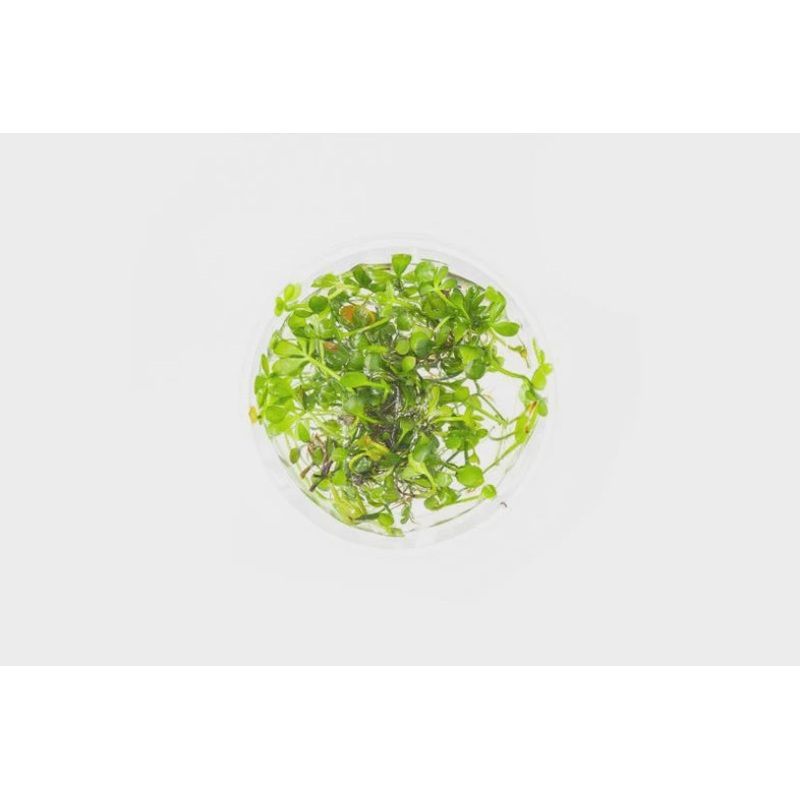 Marsilea Hirsuta Tissue Culture