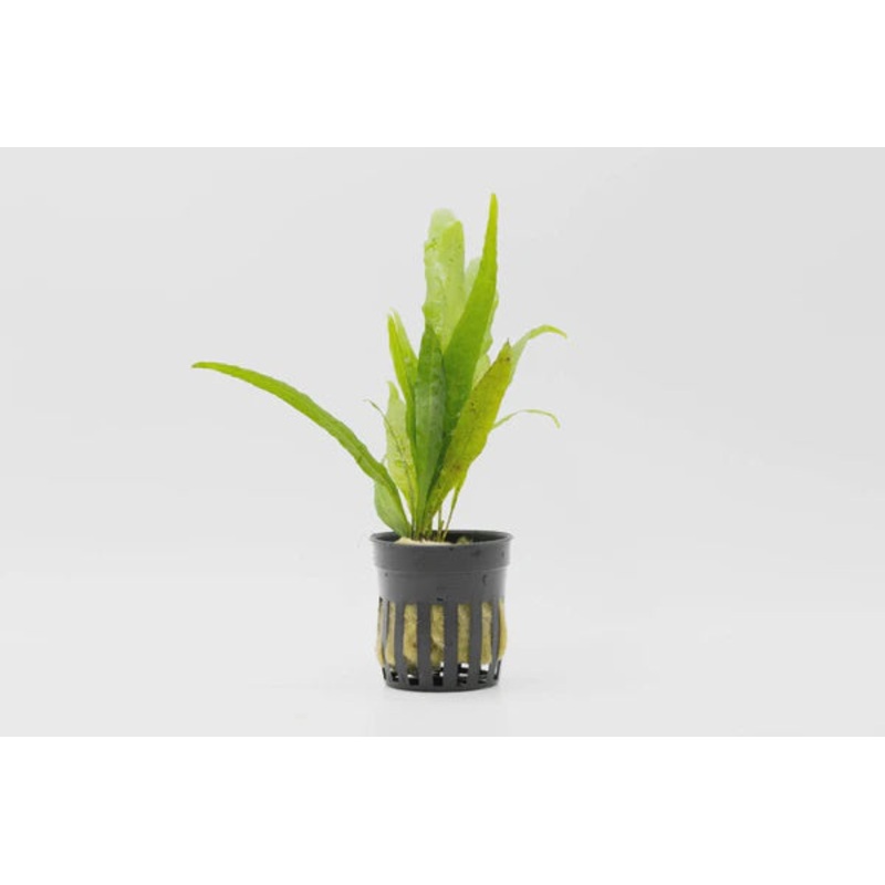 Microsorum Pteropus Sp. Narrow