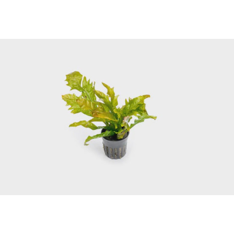 Microsorum Pteropus Sunrise MAT