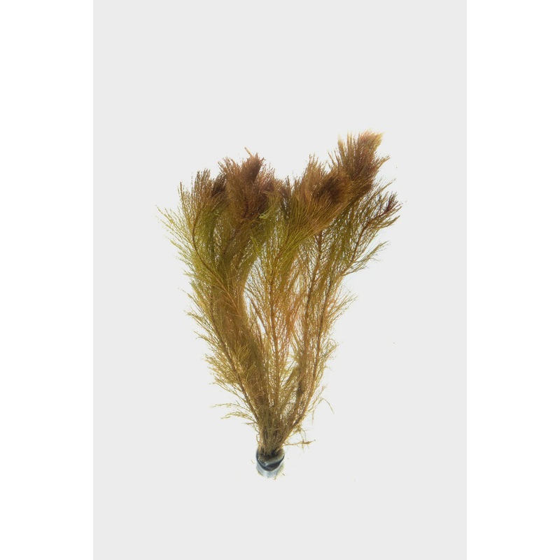 Myriophyllum Tuberculatum