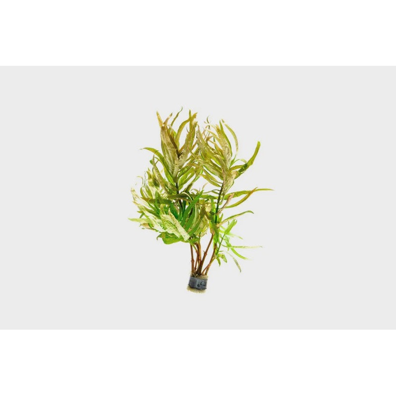 Nesaea Crassicaulis