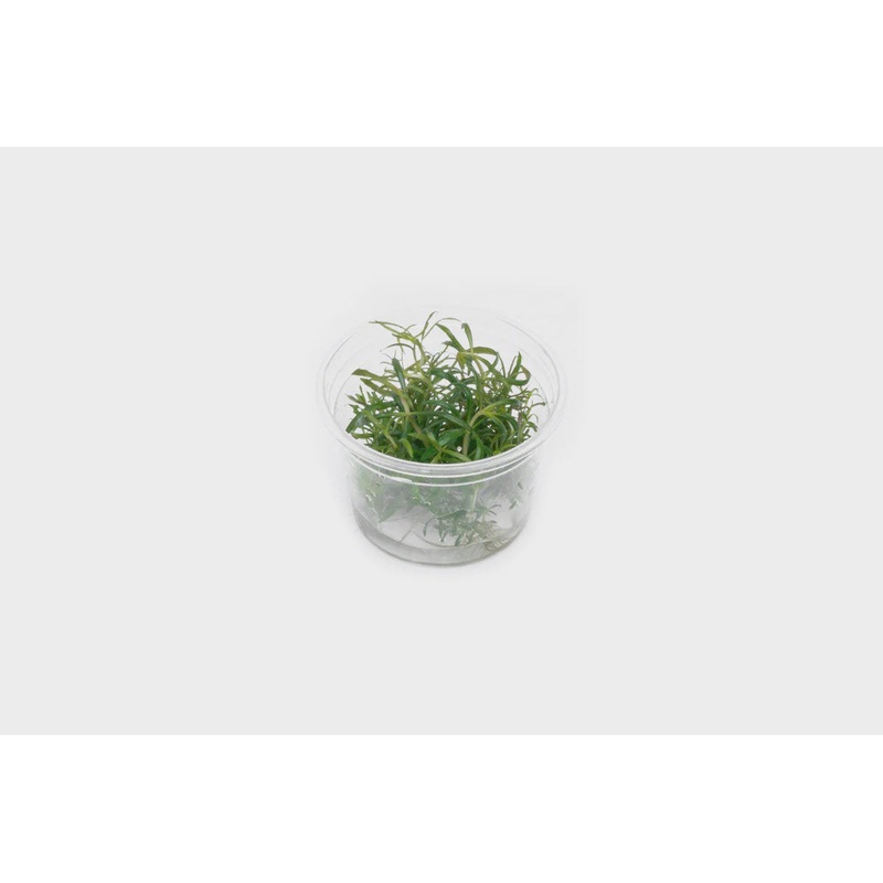 Pogostemon Stellatus Dassen TISSUE CULTURE