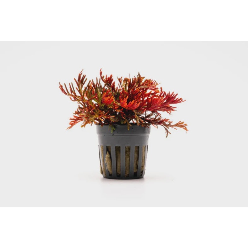 Selaginella Erythropus Ruby Red Club Moss