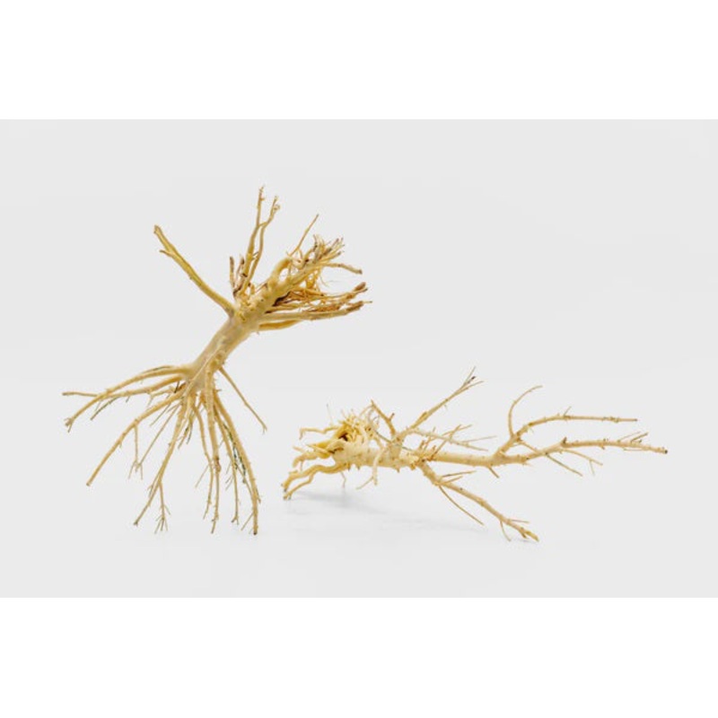 TREE ROOT DRIFTWOOD