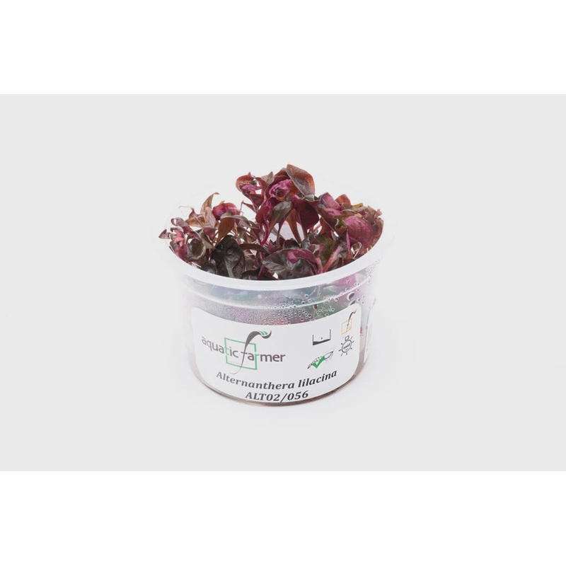 Alternanthera Lilacina  Tissue Culture