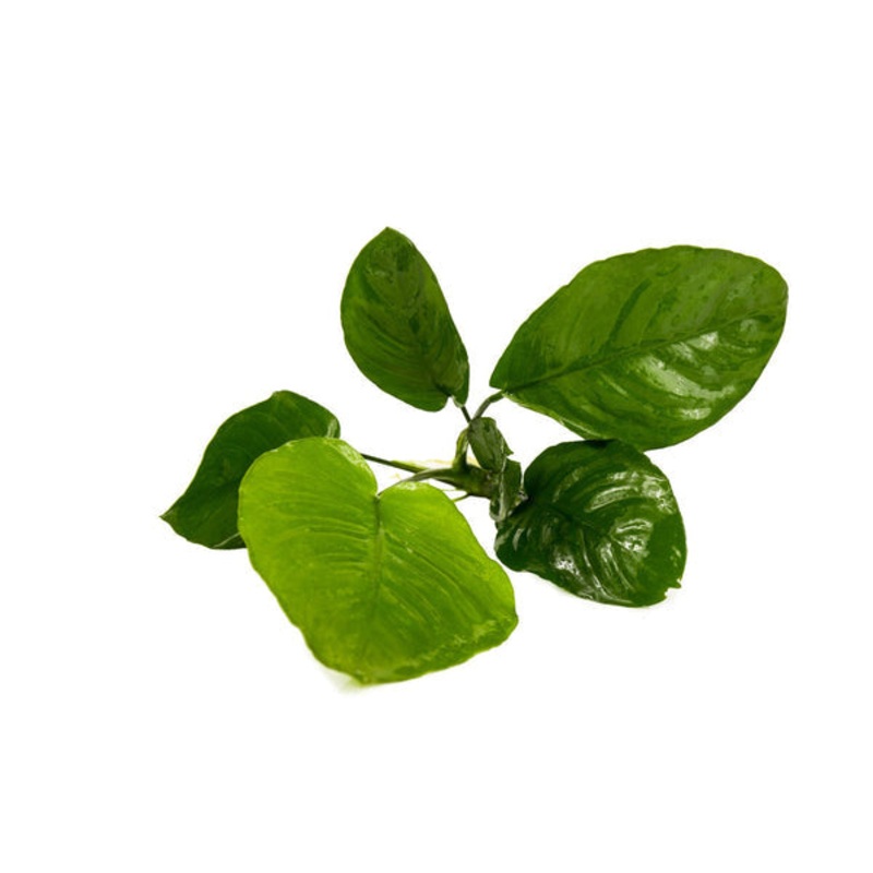 Anubias Barteri Broad Leaf