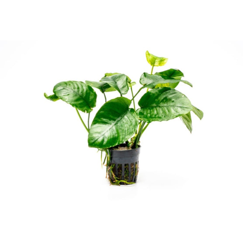 Anubias Barteri 'Wrinkle Leaf'