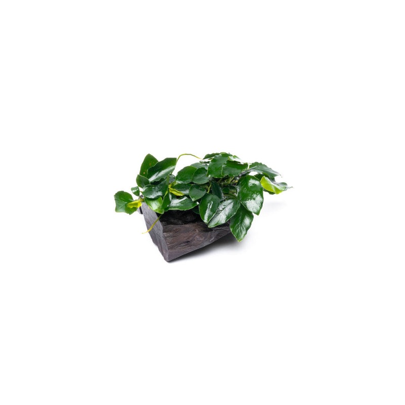 Anubias Nana Long Wavy on Driftwood