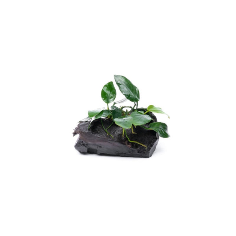 Anubias Nana on Driftwood - Small