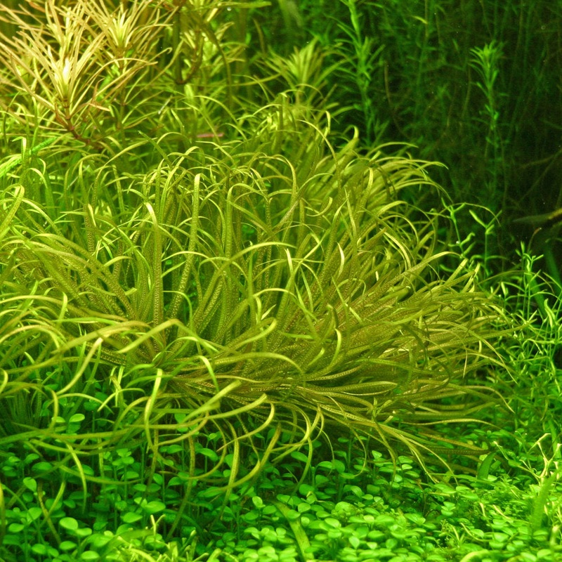 Blyxa japonica