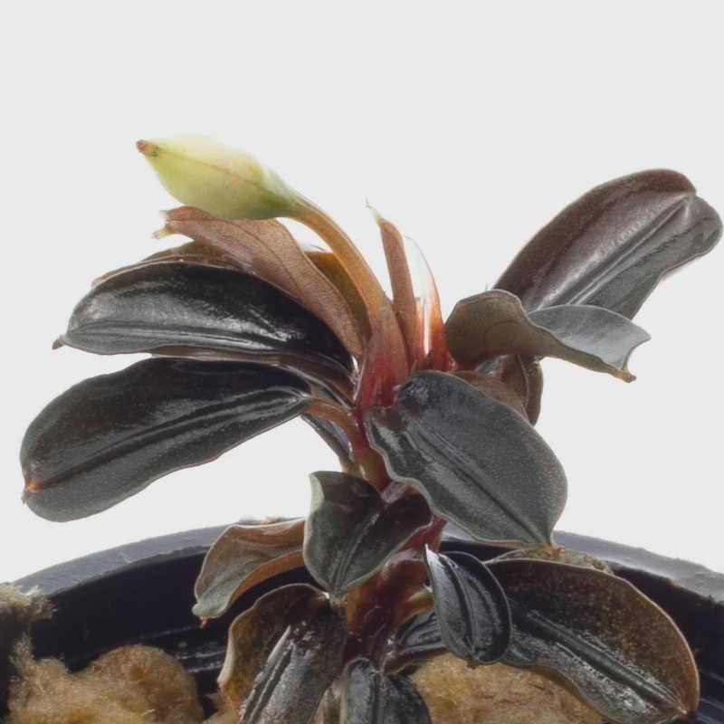 Bucephalandra Kedagang Round