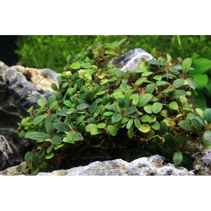 Bucephalandra Mini Coin