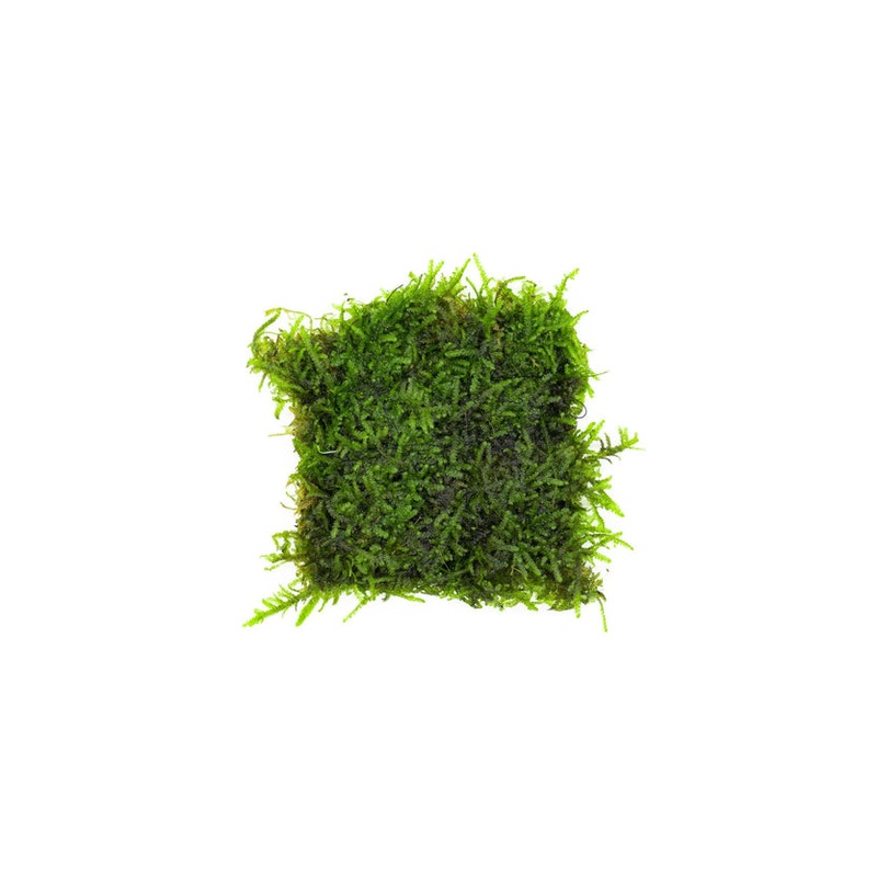 Christmas Moss on Stainless Steel