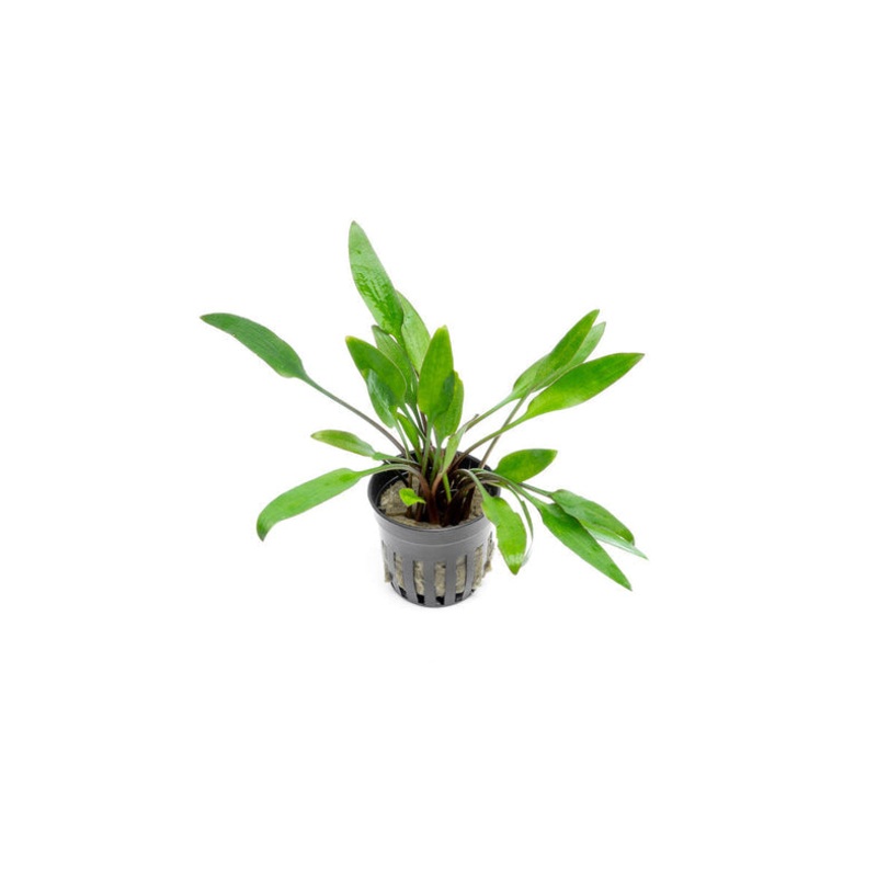 Cryptocoryne Lutea