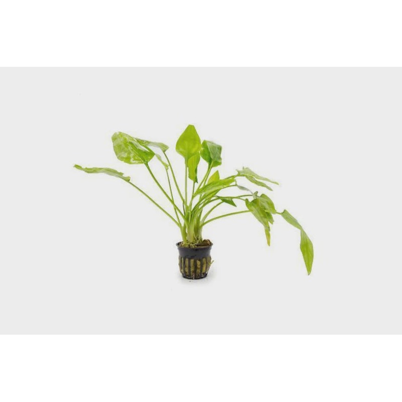Cryptocoryne Pontederiifolia