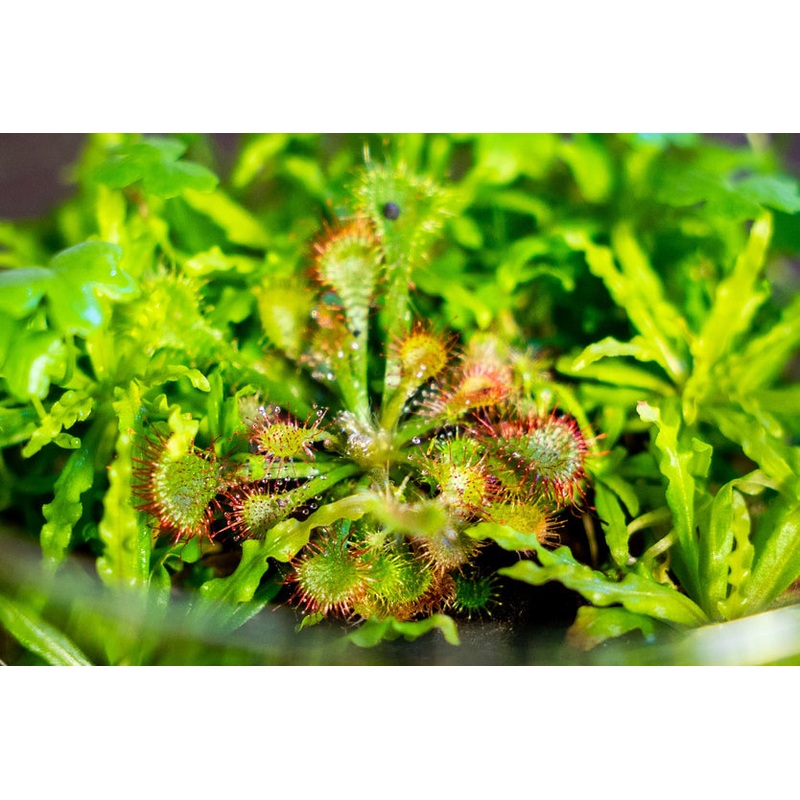 Drosera Rotundifolia Aquatic Farmer Tissue Culture