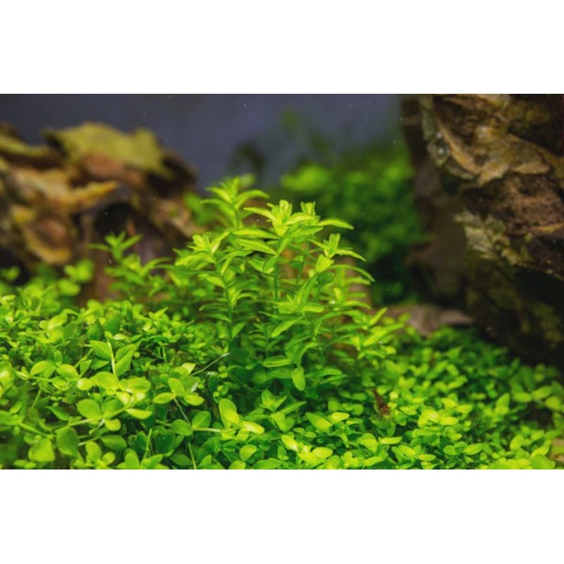 Hemianthus micranthemoides Pearlweed