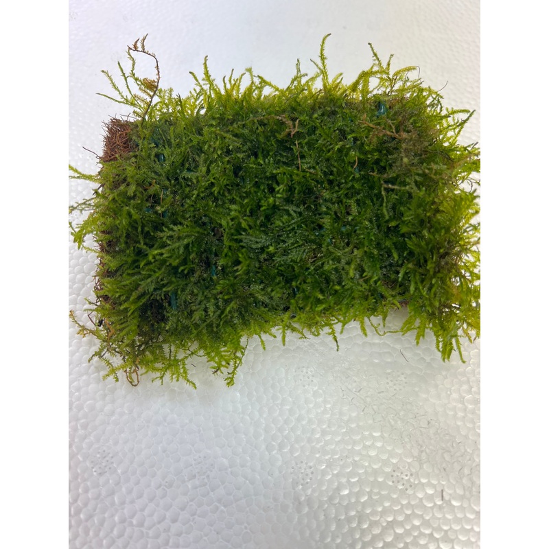 Java moss Matt