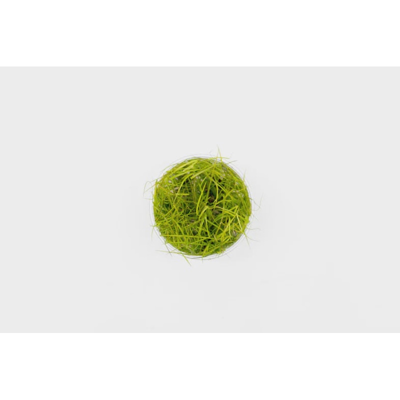 JUNCUS REPENS TISSUE CULTURE