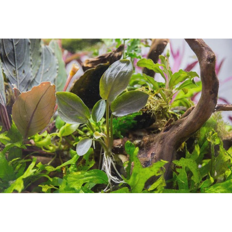 Lagenandra Meeboldii Red Tissue Culture