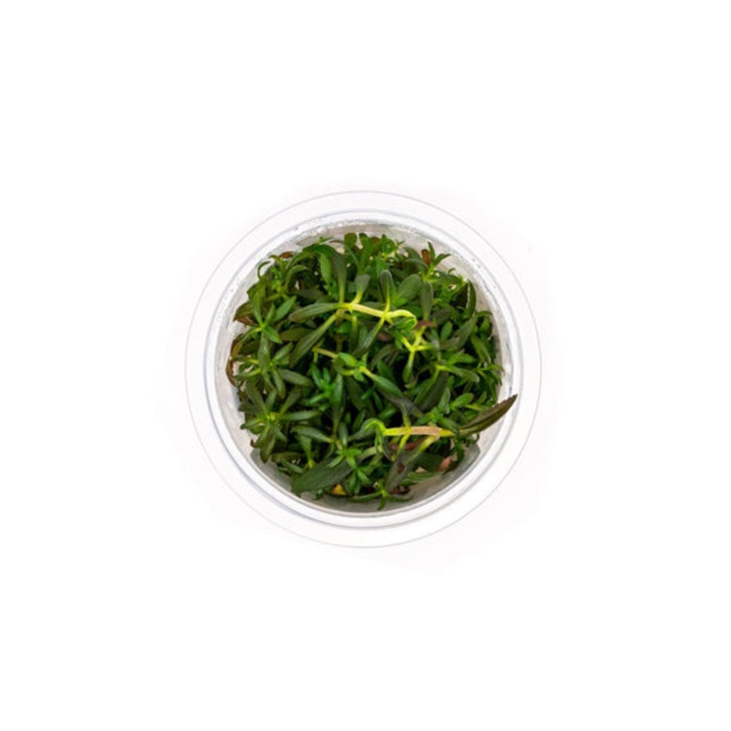Limnophila Aromatica Aquatic Farmer Tissue Culture